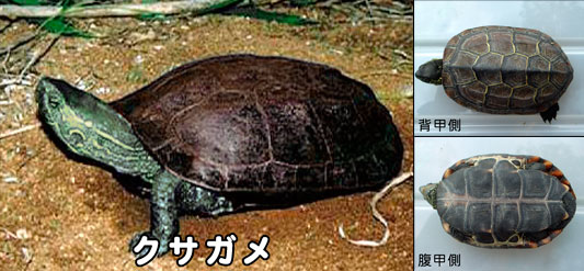 クサガメの特徴