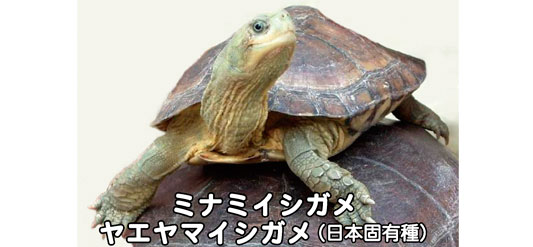 ヤエヤマイシガメ/ミナミイシガメの特徴